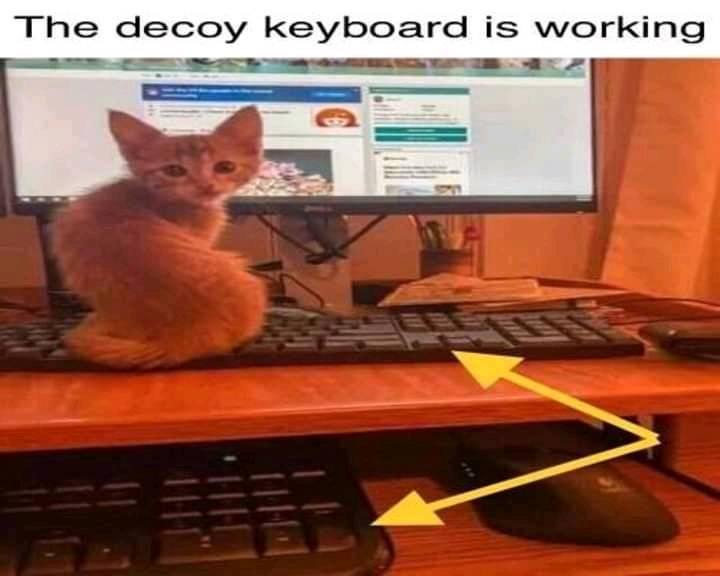 Фальшивая клавиатура для кота