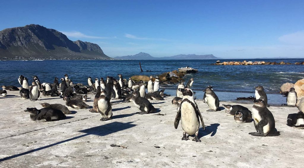 Южноафриканские пингвины